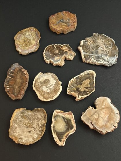 versteinertes Holz Scheiben klein
