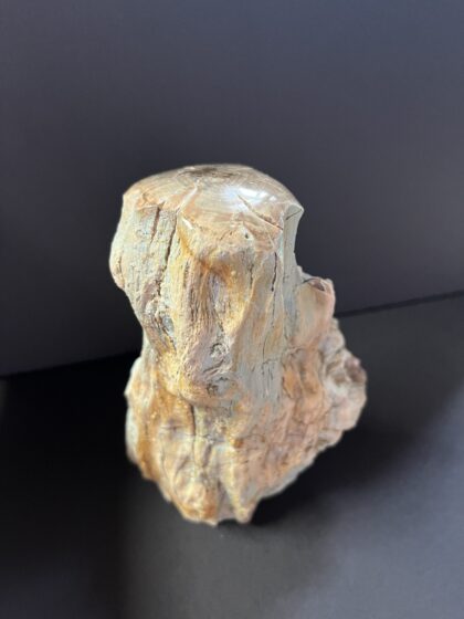 versteinertes Holz